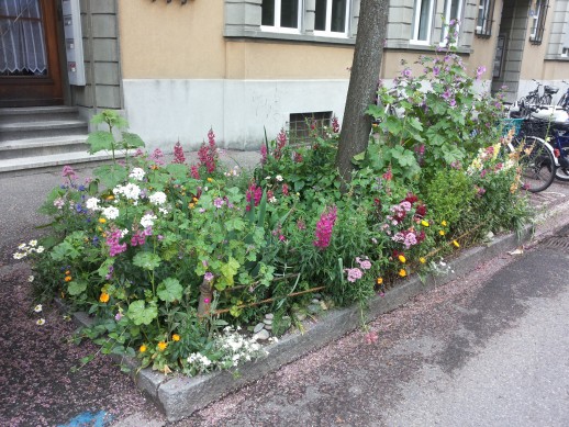 Les actions d’embellissement des pieds d’arbre sont souvent proposées sous forme de parrainage ou de concours, comme ici à Bâle (photo : Baumpatenschaft, Canton de Bâle-Ville).